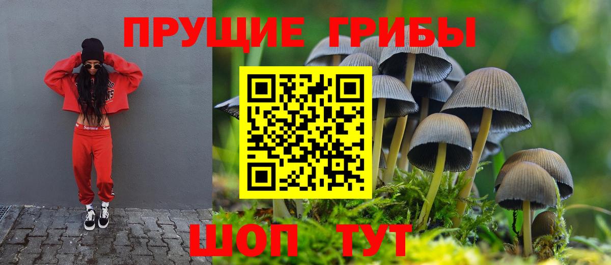 Кировск  Псилоцибиновые грибы Cubensis  Галлюциногенные грибы GOLDEN TEACHER  Вход с VPN 